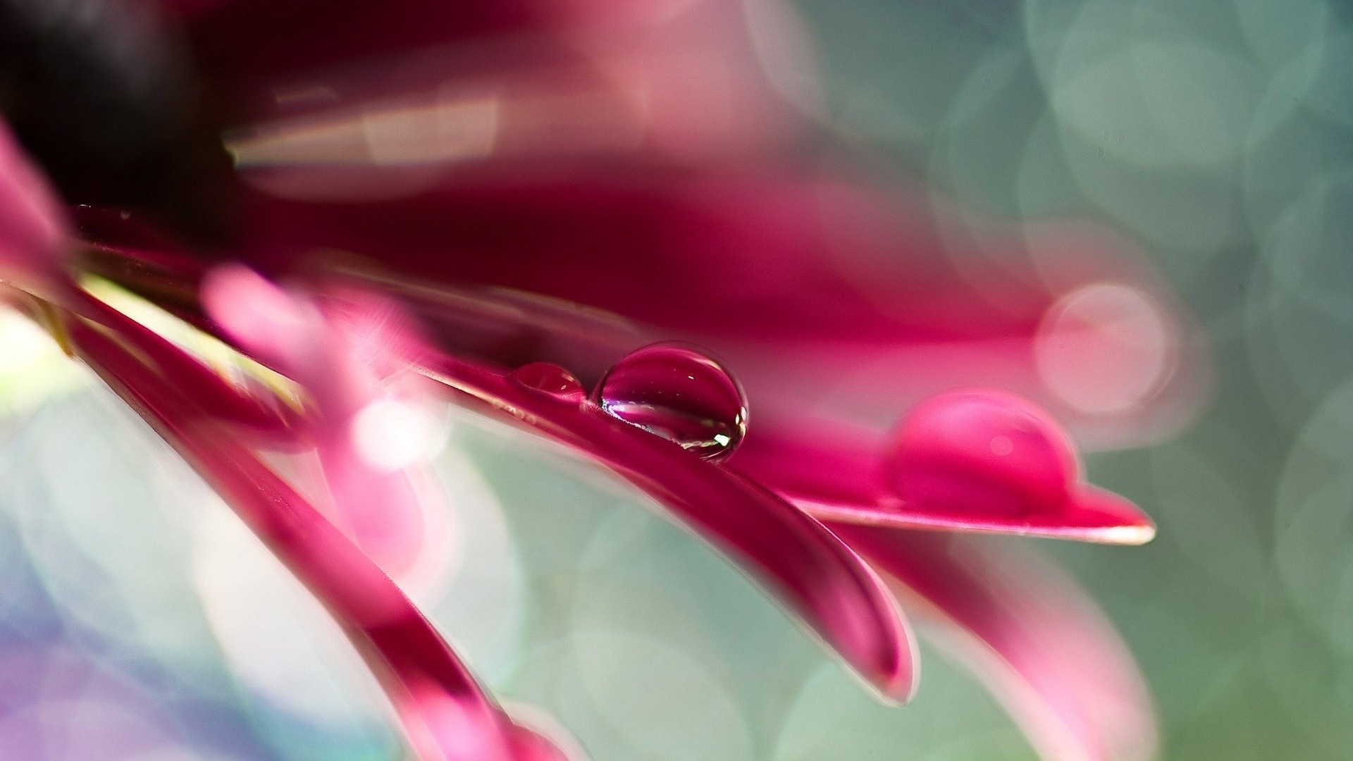 Две капли воды на розовом лепестке цветка