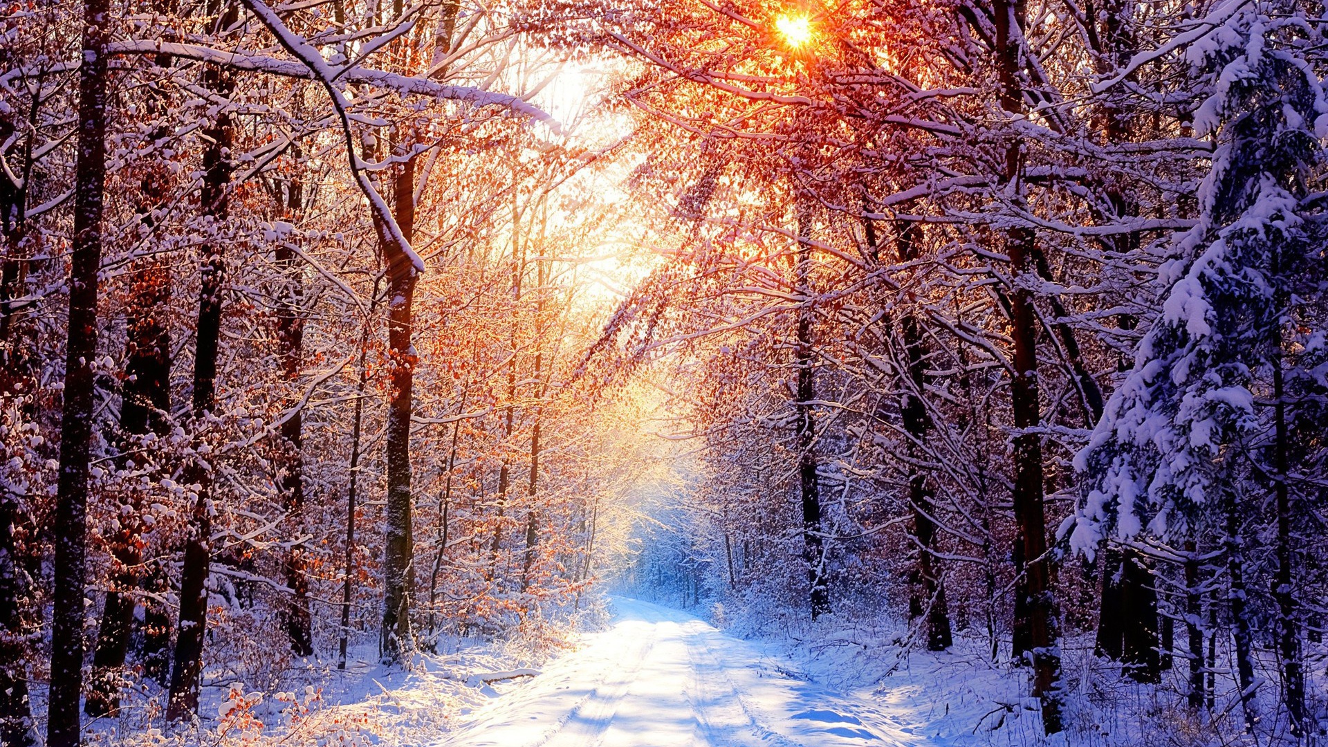 Зимнее солнце освещает покрытые снегом ветки в лесу