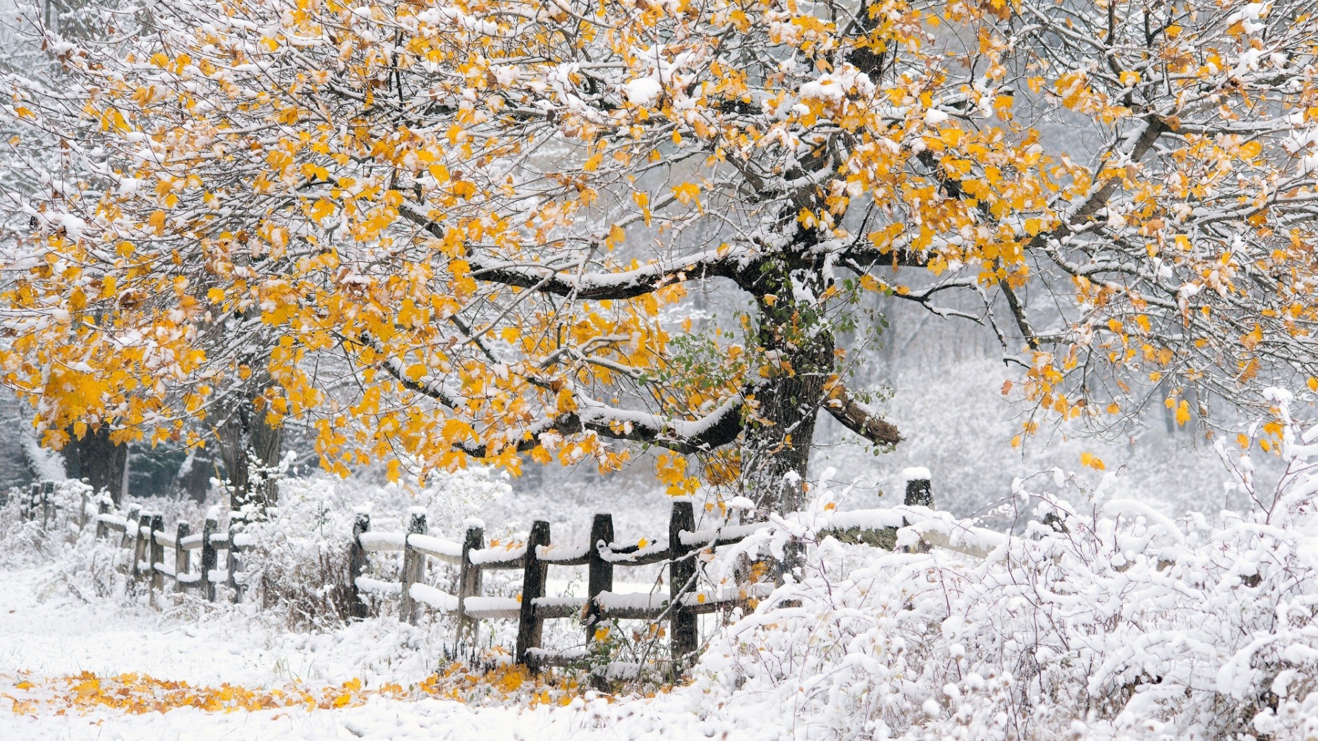 Осеннее дерево замело первым снегом