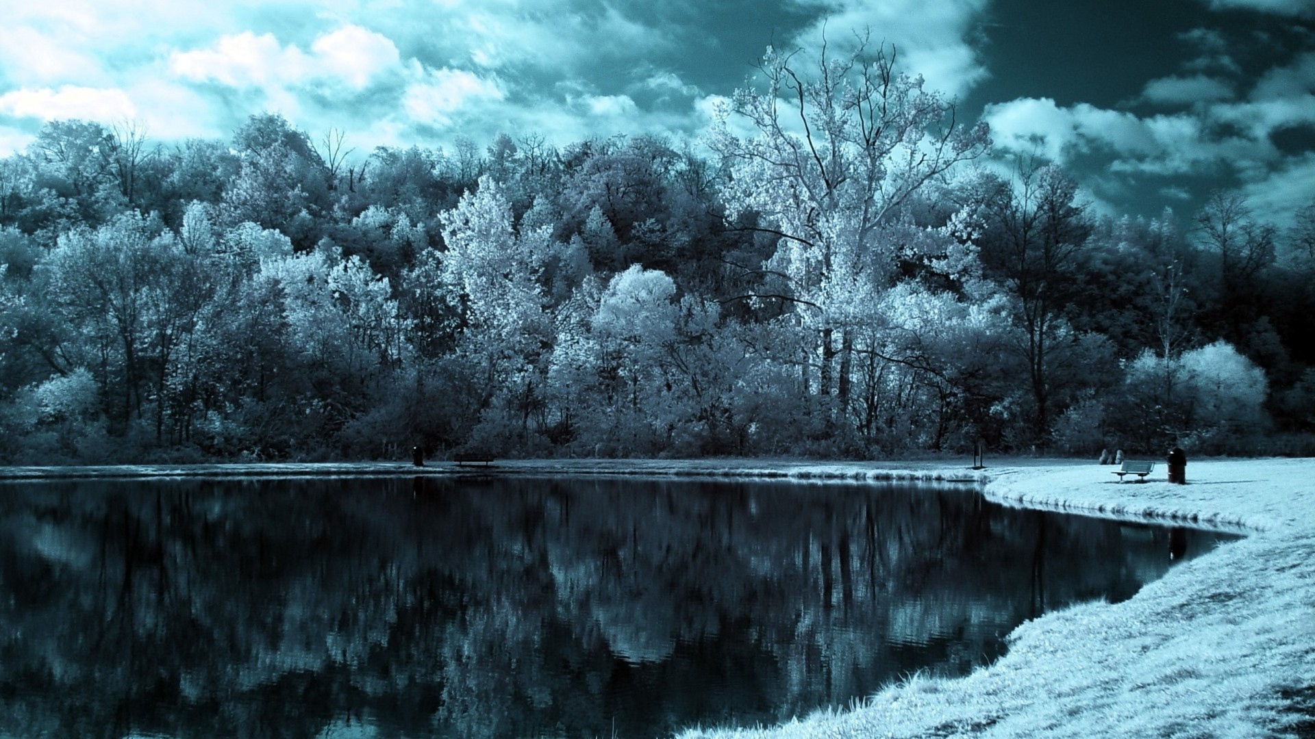 Покрытые инеем деревья на берегу зимнего озера