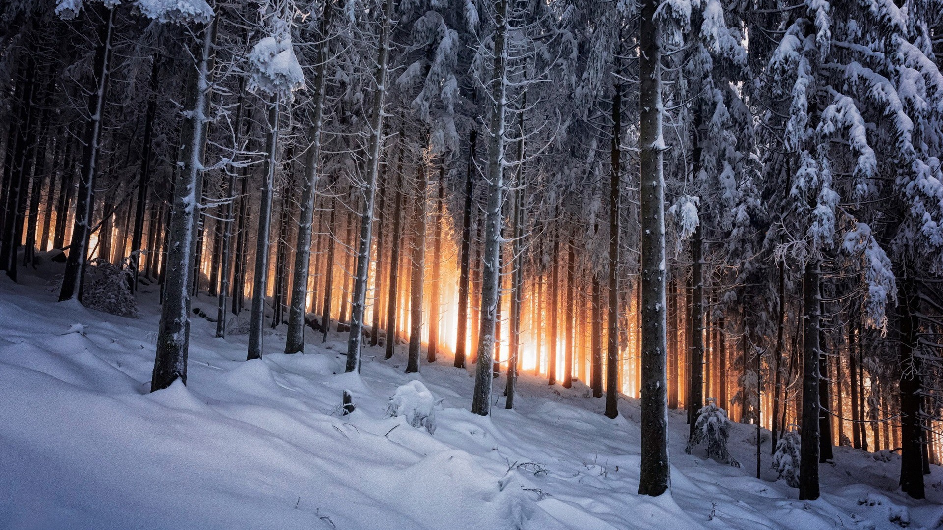 Деревья на склоне в зимнем лесу на фоне заката