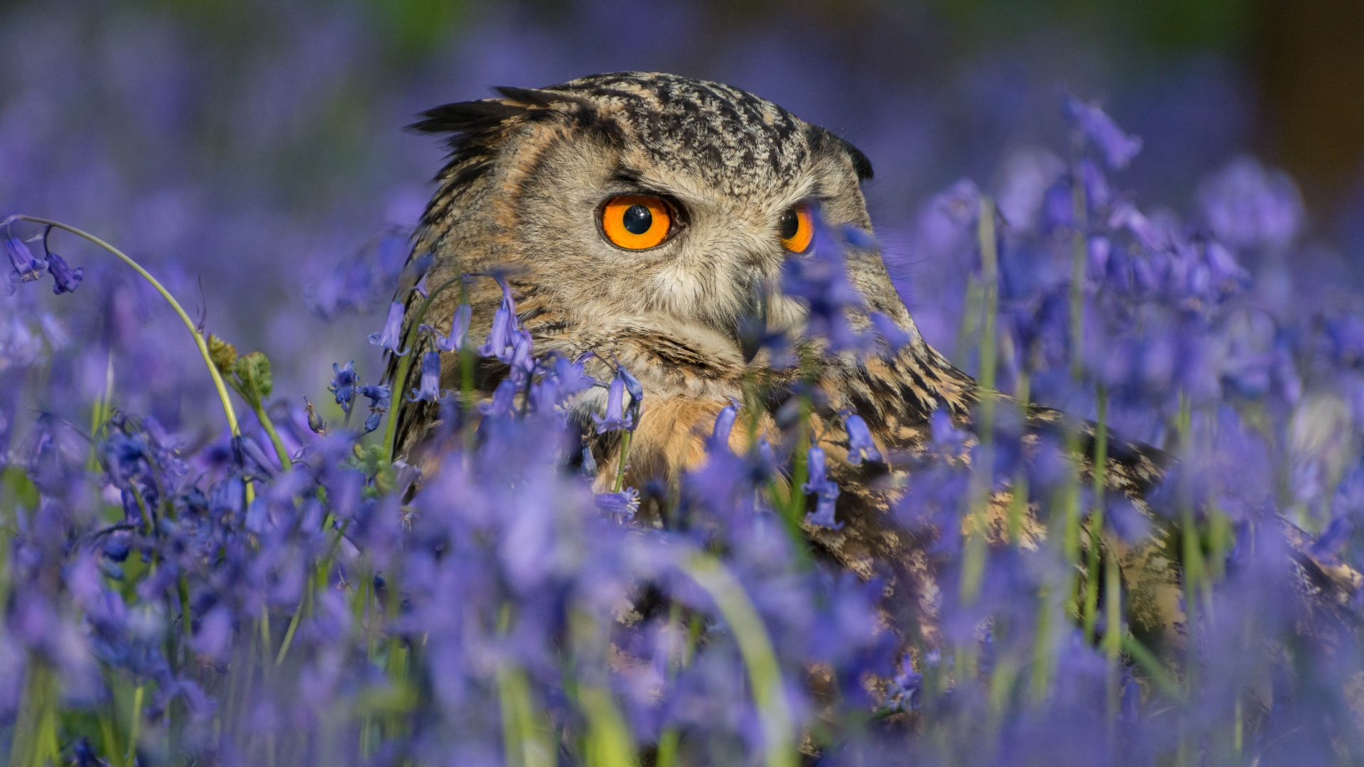 Owl hiding in blue wildflowers