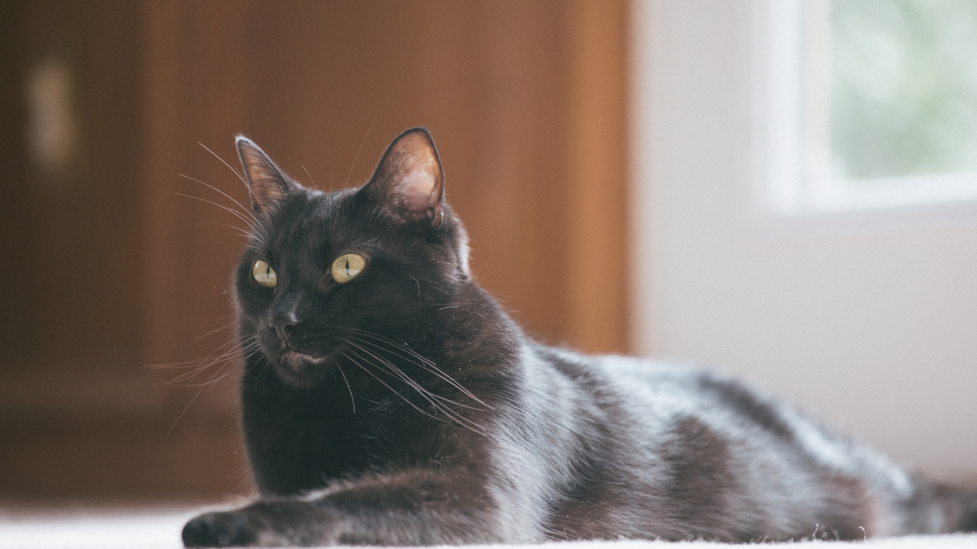 Красивый черный кот с блестящей шерстью