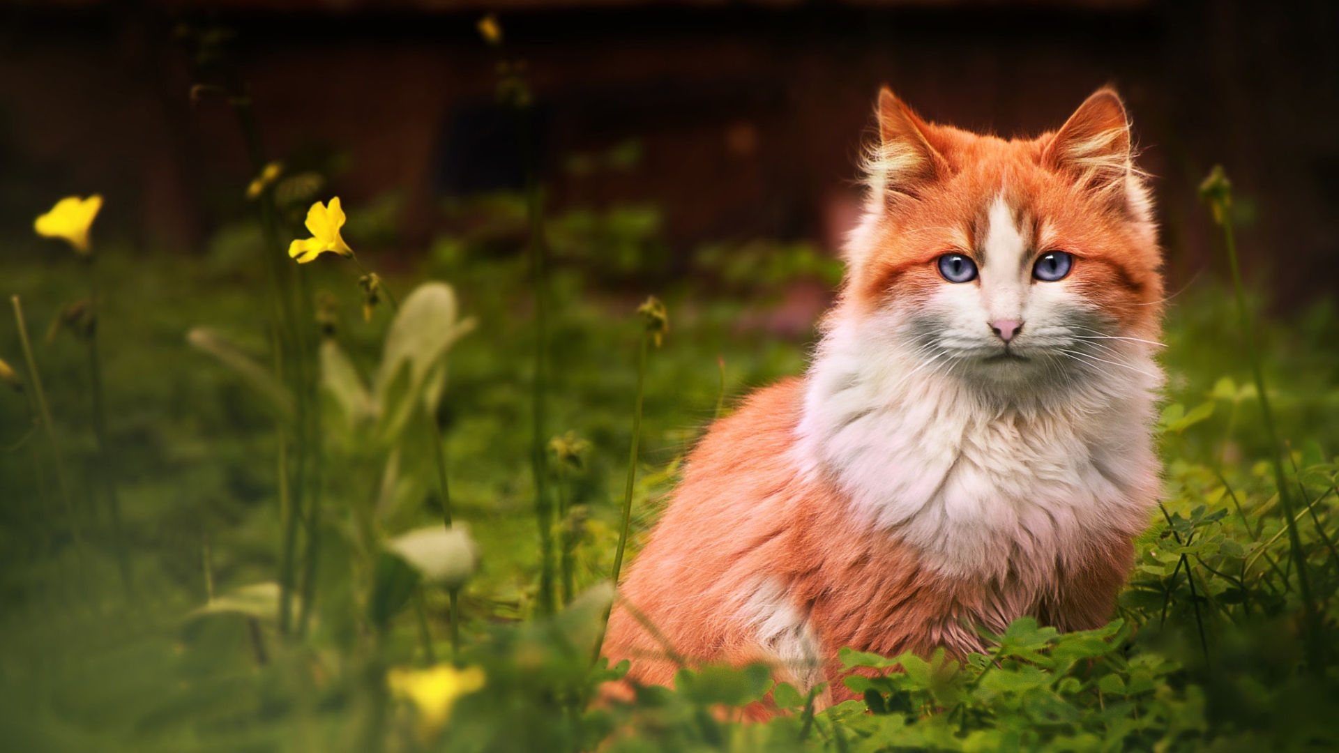 Голубоглазый рыжий кот сидит в зеленой траве