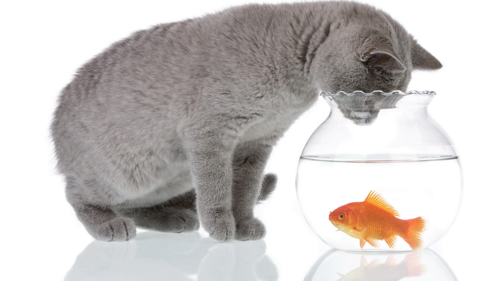 Серый кот заглядывает в аквариум с золотой рыбкой на белом фоне
