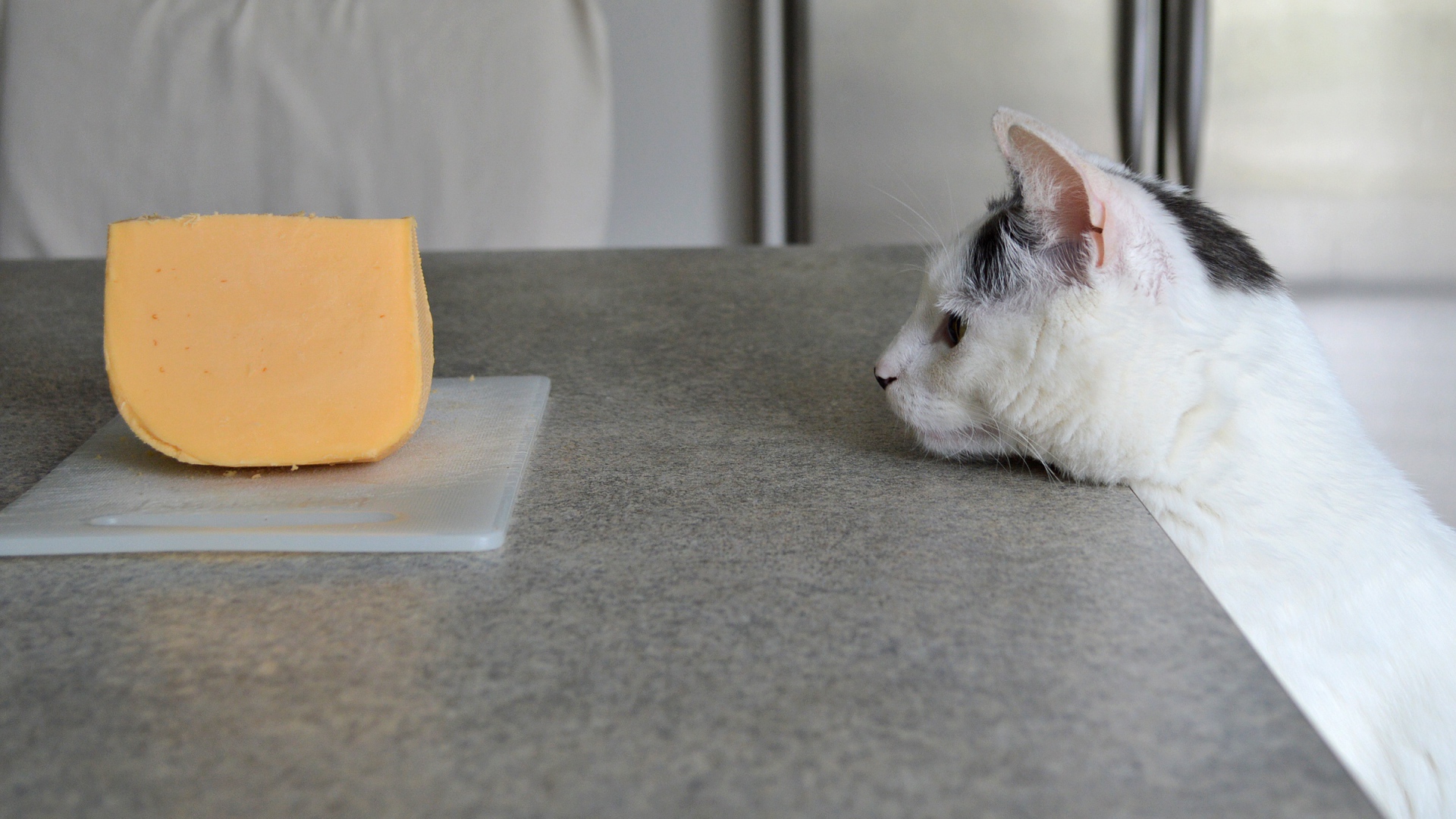 Кот смотрит на кусок сыра на столе