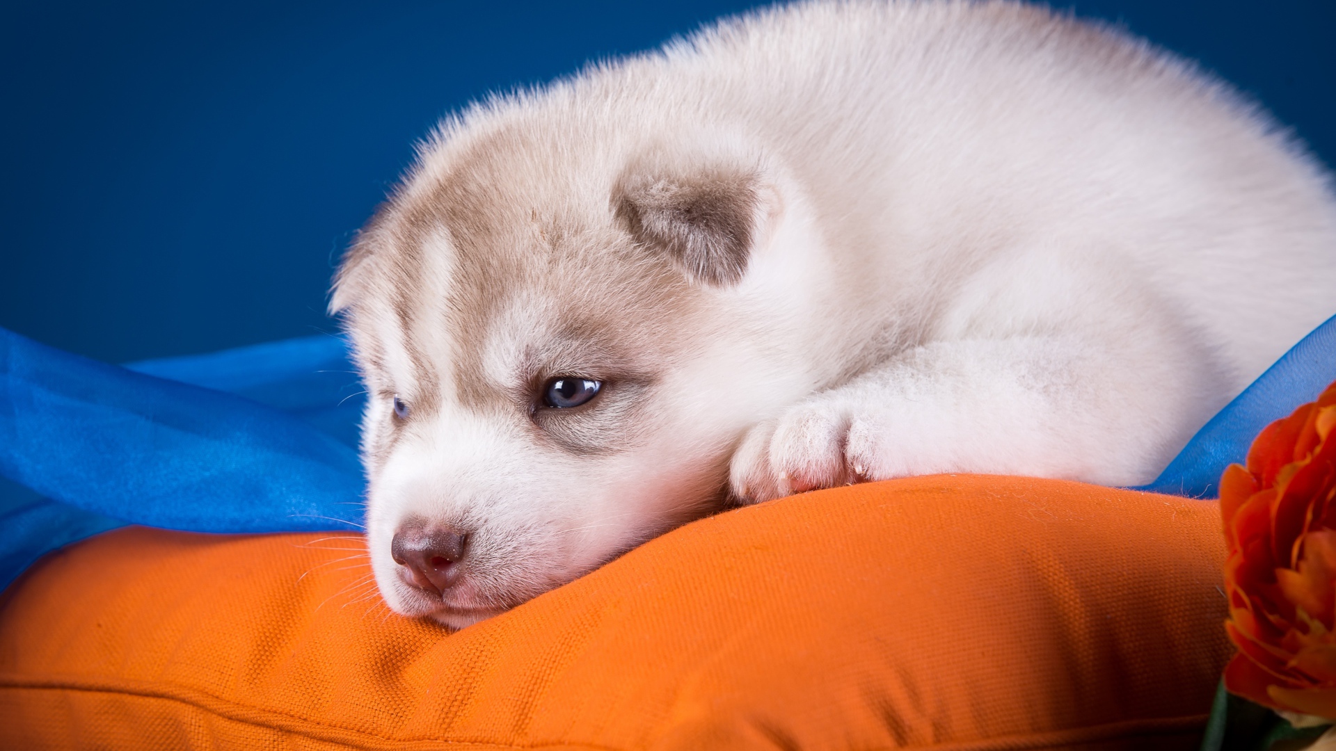 A small sad Husky puppy lies on a pillow
