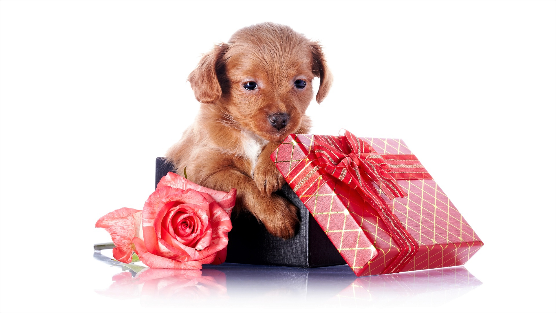 Маленький щенок в подарочной коробке с розой на белом фоне