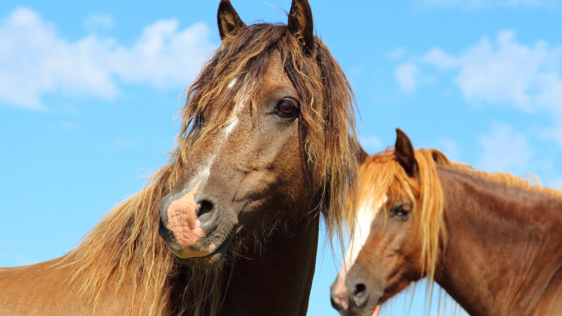 Две красивые коричневые лошади на фоне голубого неба