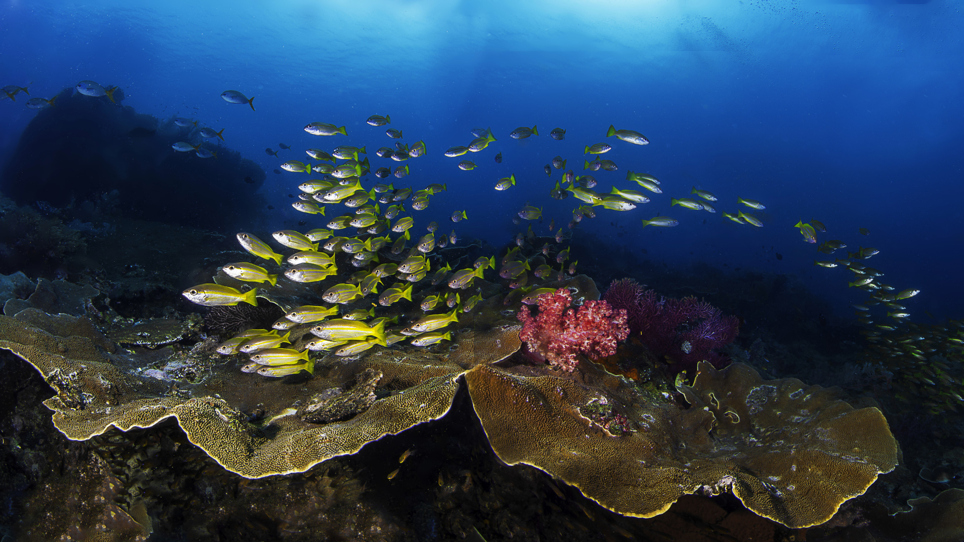 Косяк рыб в живописном подводном мире