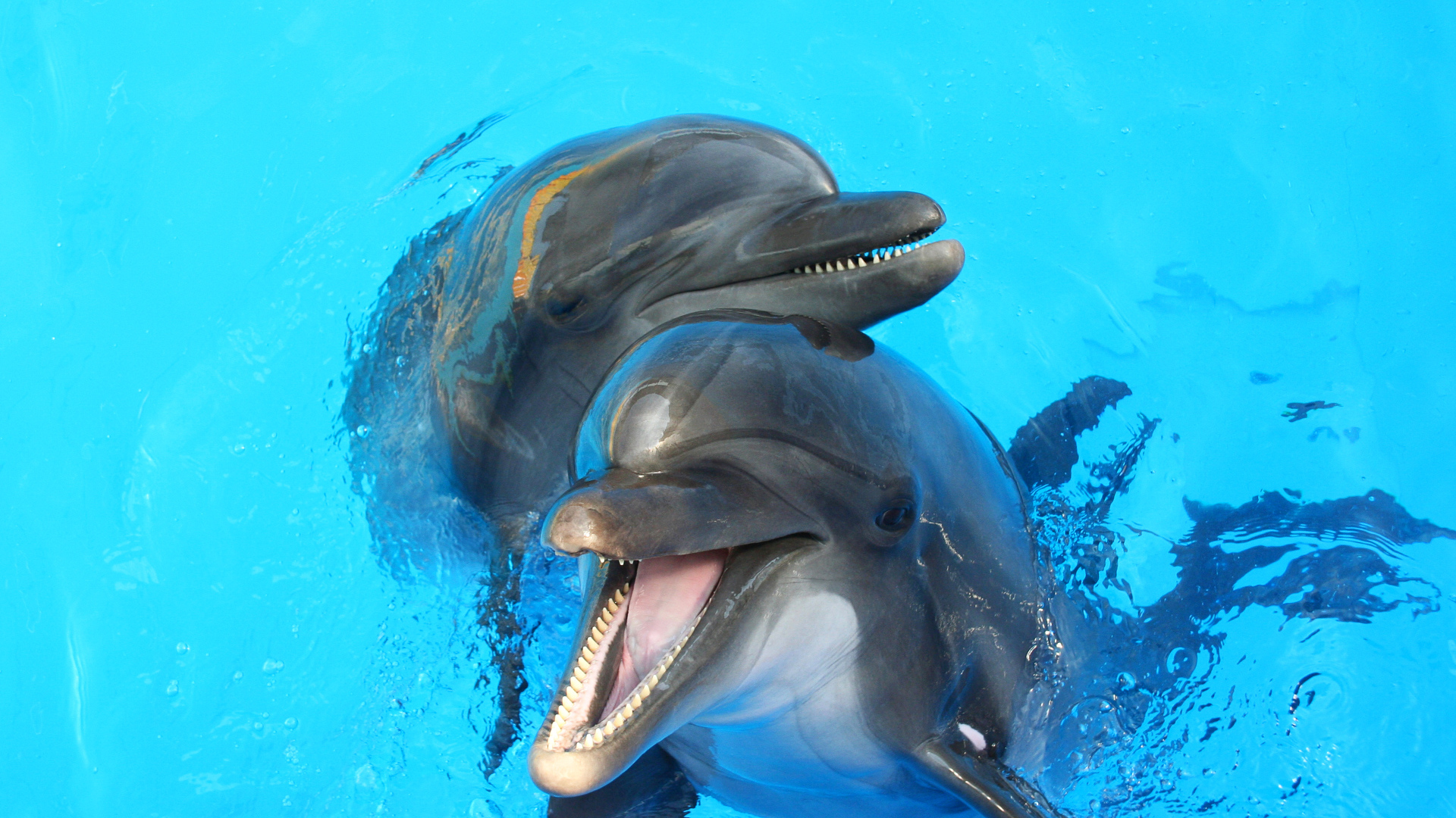 Два дельфина в голубой воде