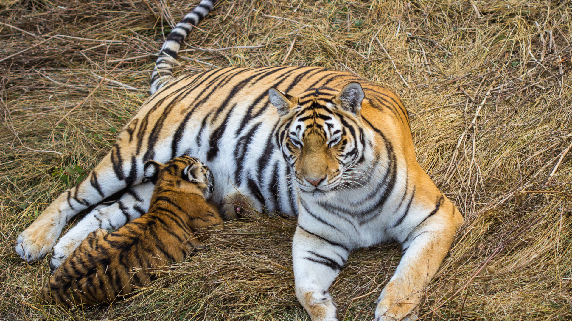 Большая красивая тигрица с детенышем