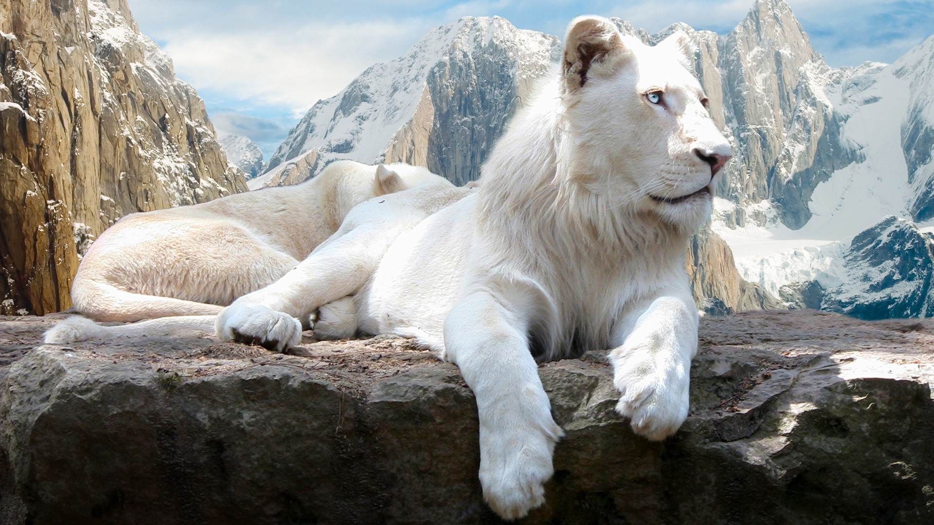Blue-eyed white lion on a rock