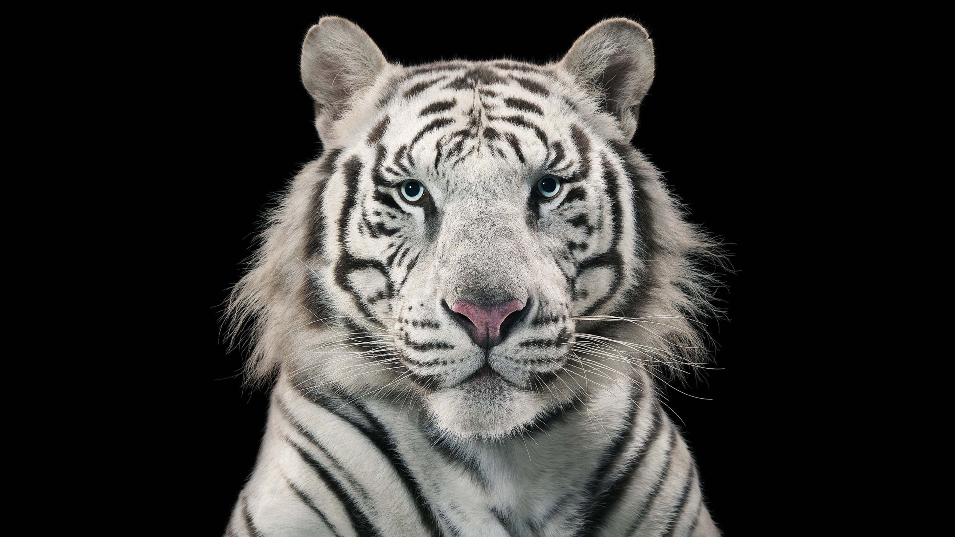 Голубоглазый бенгальский тигр на черном фоне 
