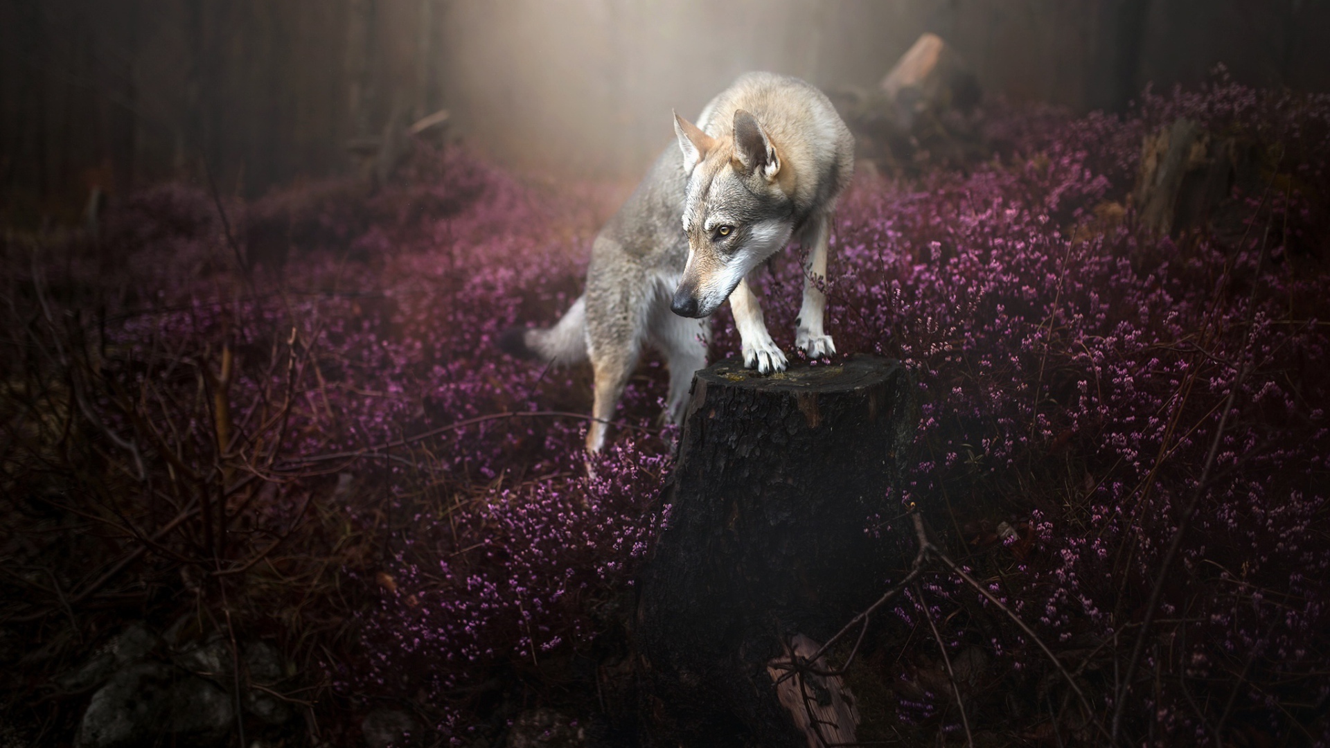 Суровый взгляд серого волка в лесу с сиреневыми цветами