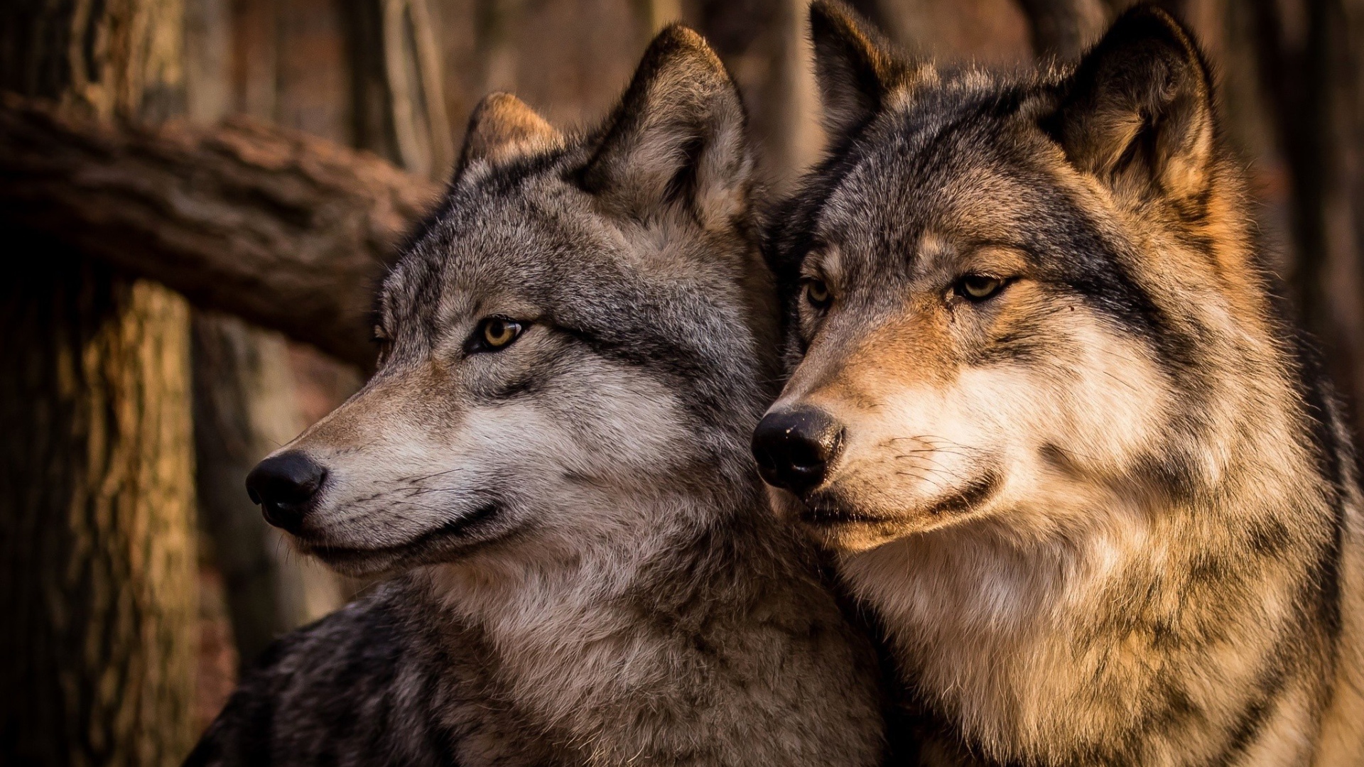 Два больших красивых серых волка