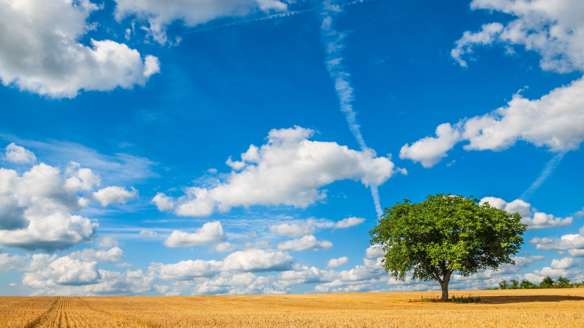 Голубое небо с белыми облаками над полем пшеницы