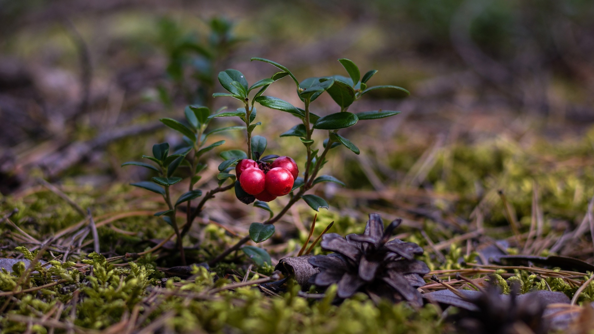 Красные ягоды клюквы на траве с сухими опавшими сосновыми шишками