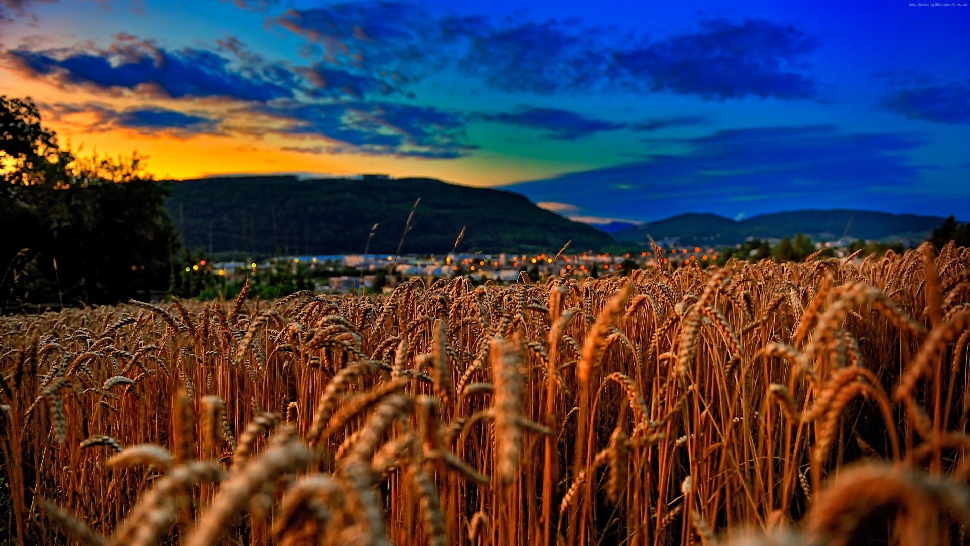 Поле спелой пшеницы на фоне красивого неба на закате