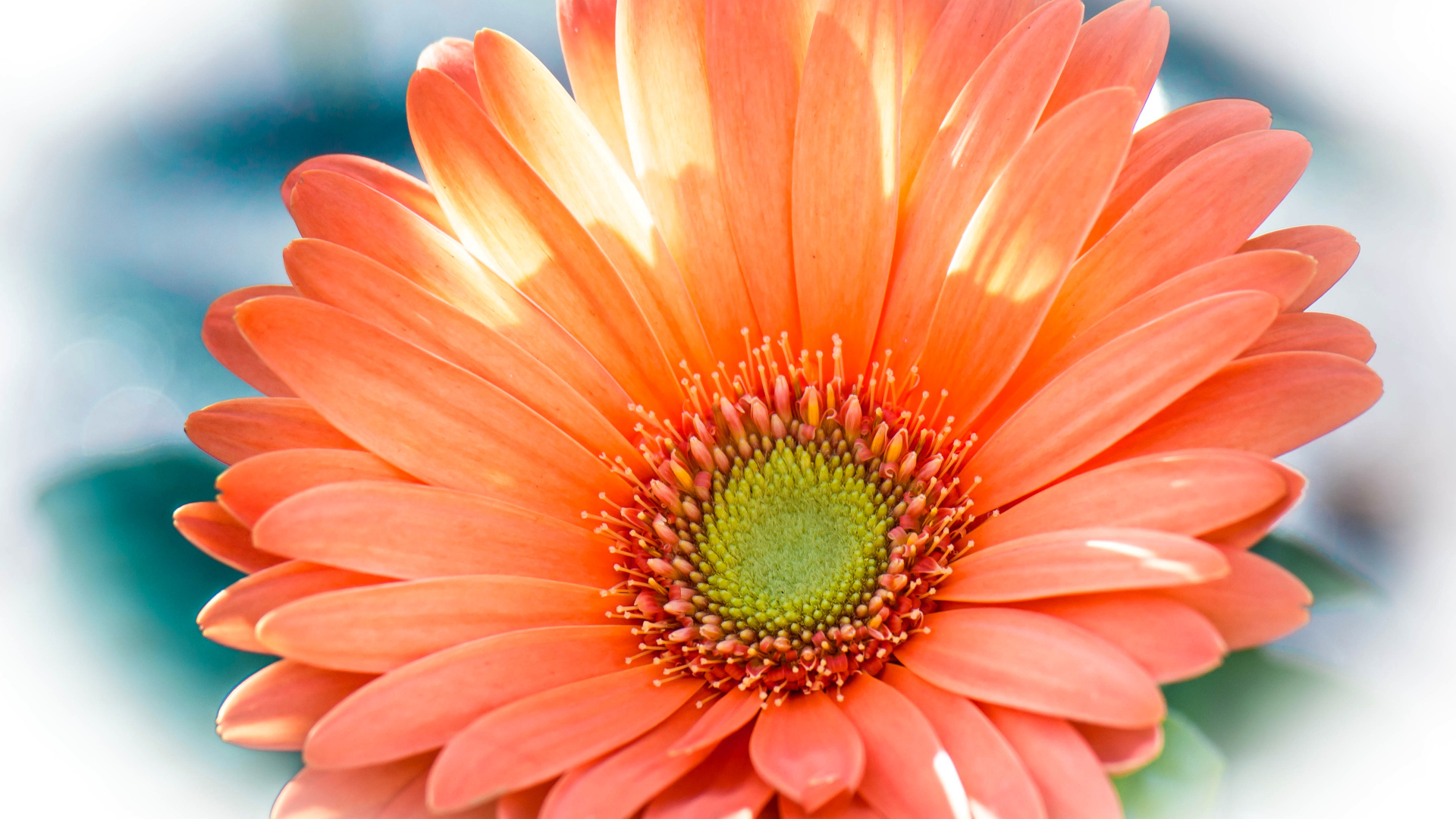 Красивый оранжевый цветок гербера крупным планом 