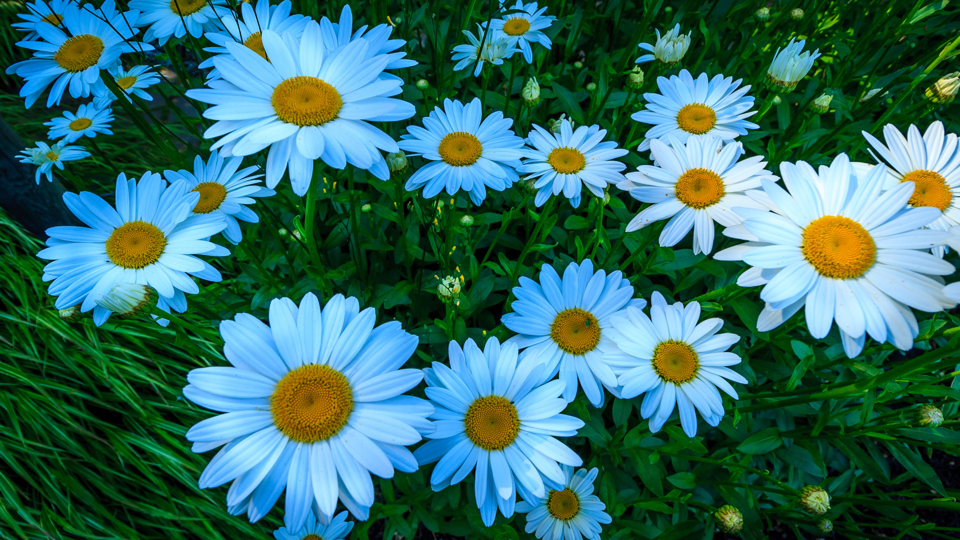 Beautiful white daisy flowers on a flower bed