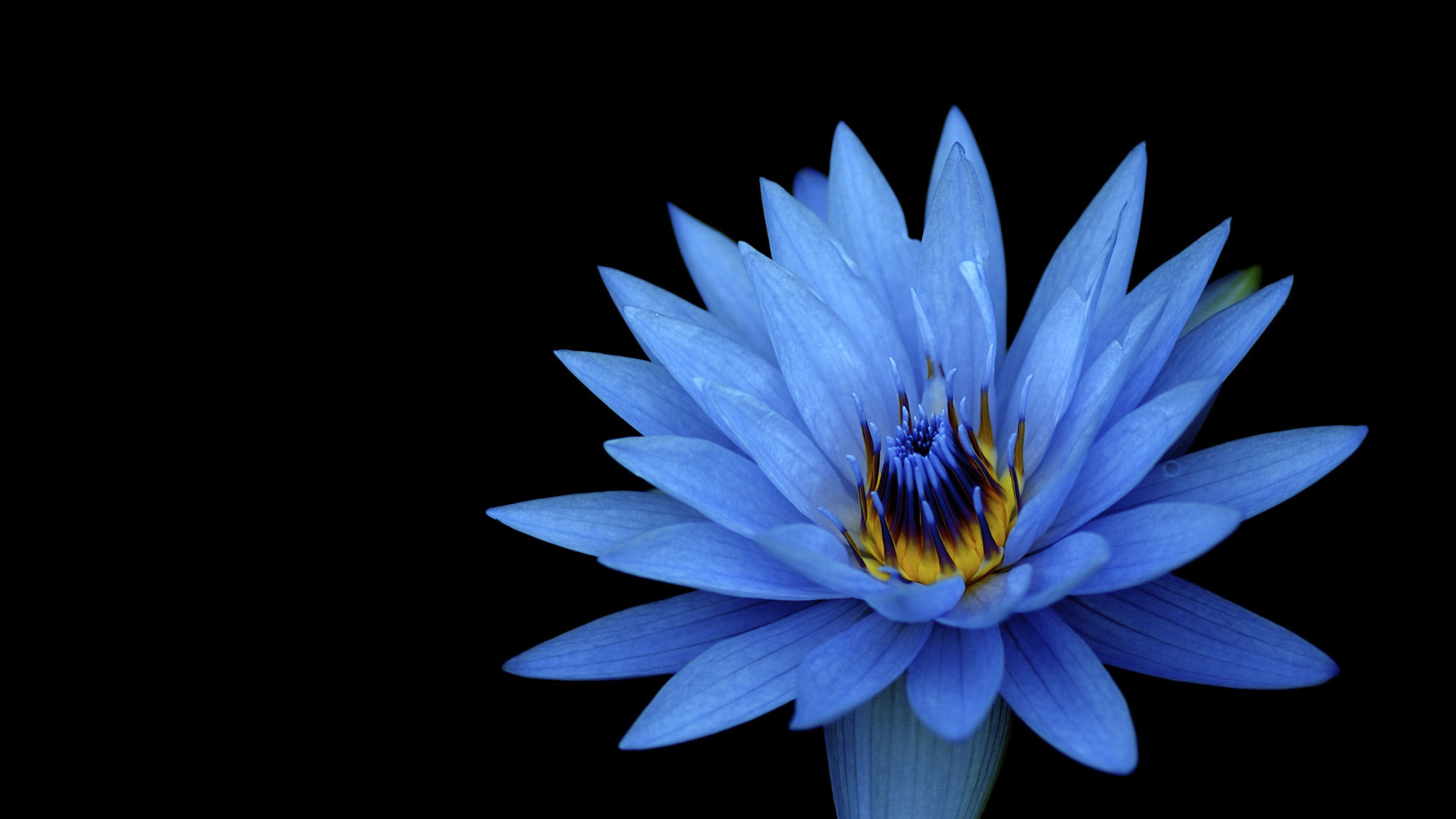 Голубой цветок лотоса на черном фоне 