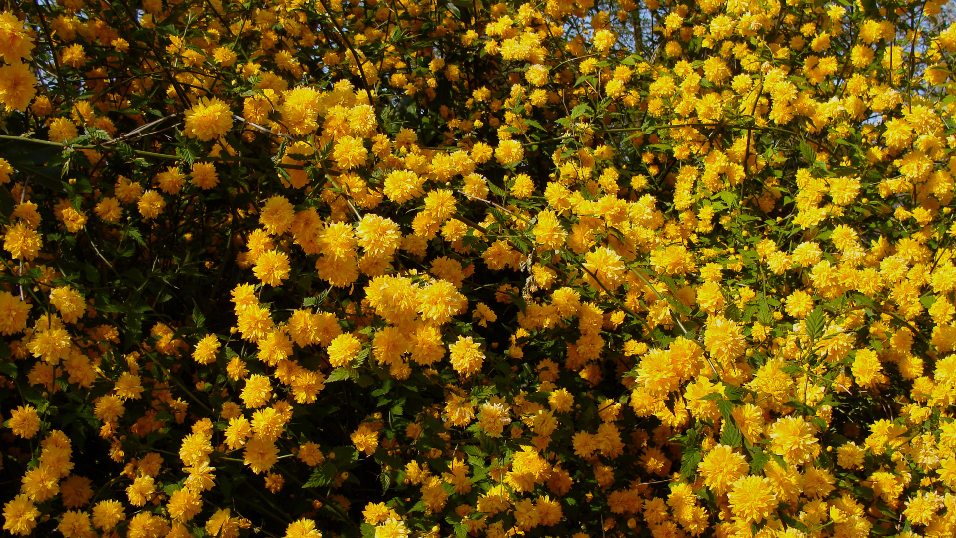 Куст с красивыми желтыми цветы 