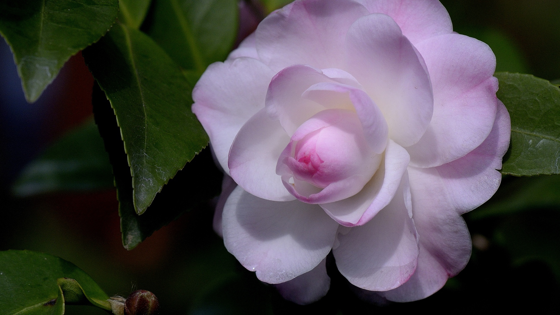 Нежный розовый цветок камелия крупным планом