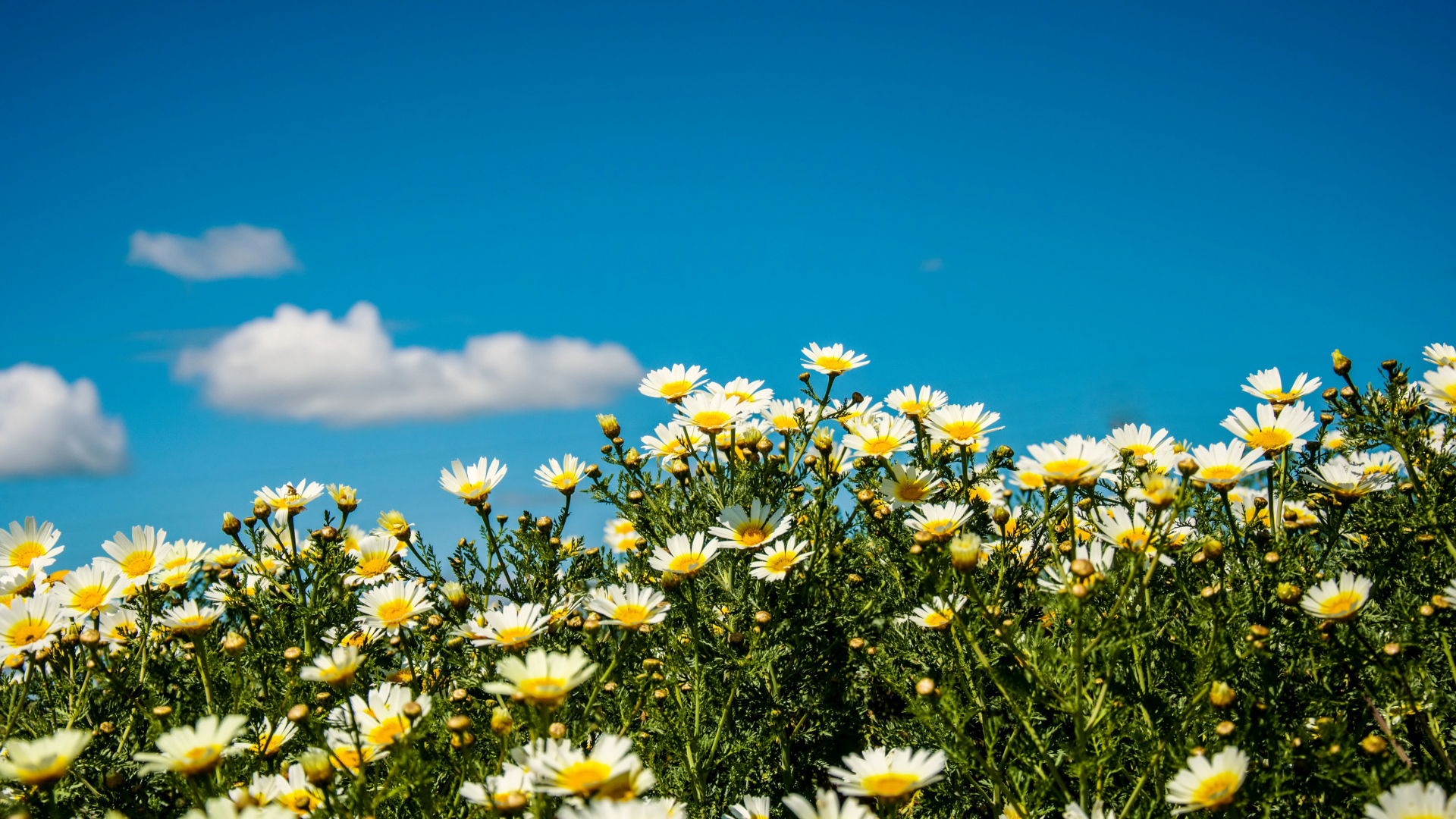 Белые полевые ромашки под летним голубым небом