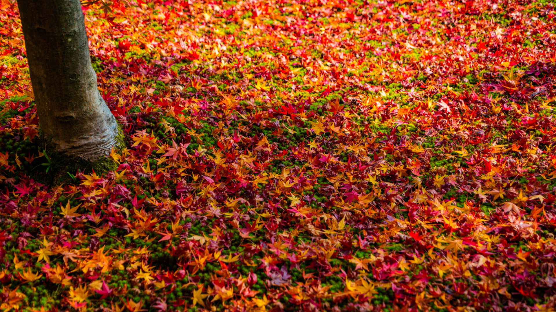 Multicolored fallen leaves in the autumn forest