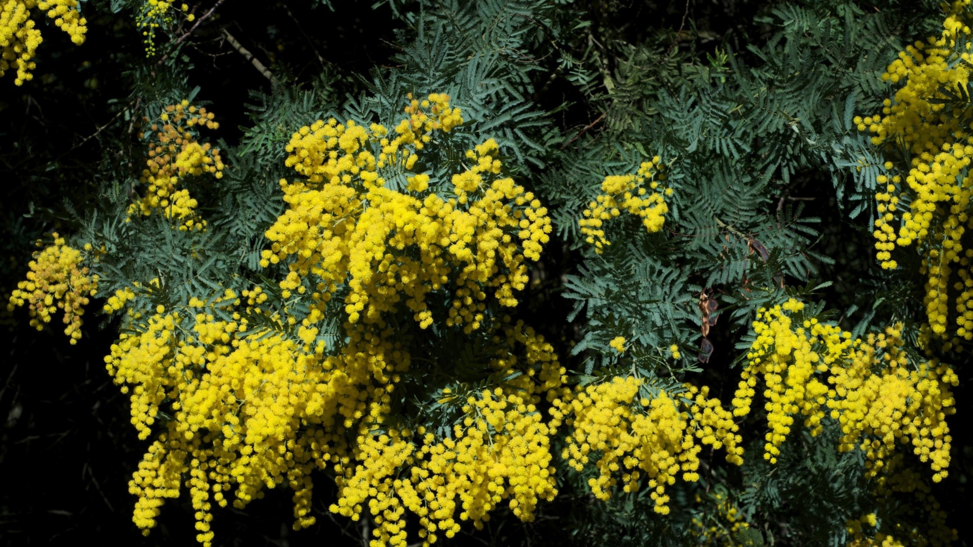 Весенний кустарник цветущей желтой мимозы 