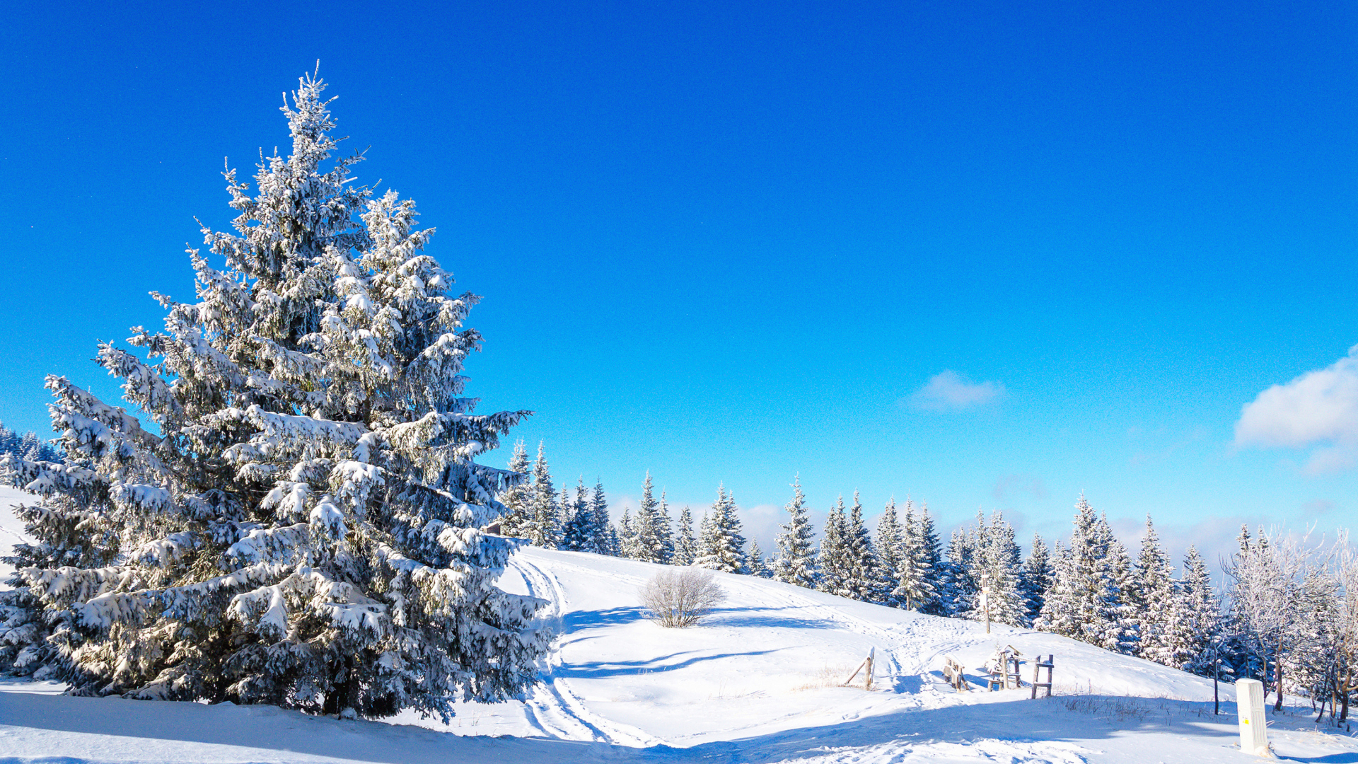 Заснеженная ель под чистым голубым зимним небом