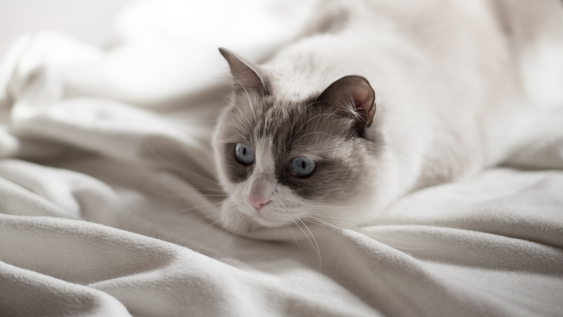 Красивый породистый голубоглазый кот лежит на белом покрывале