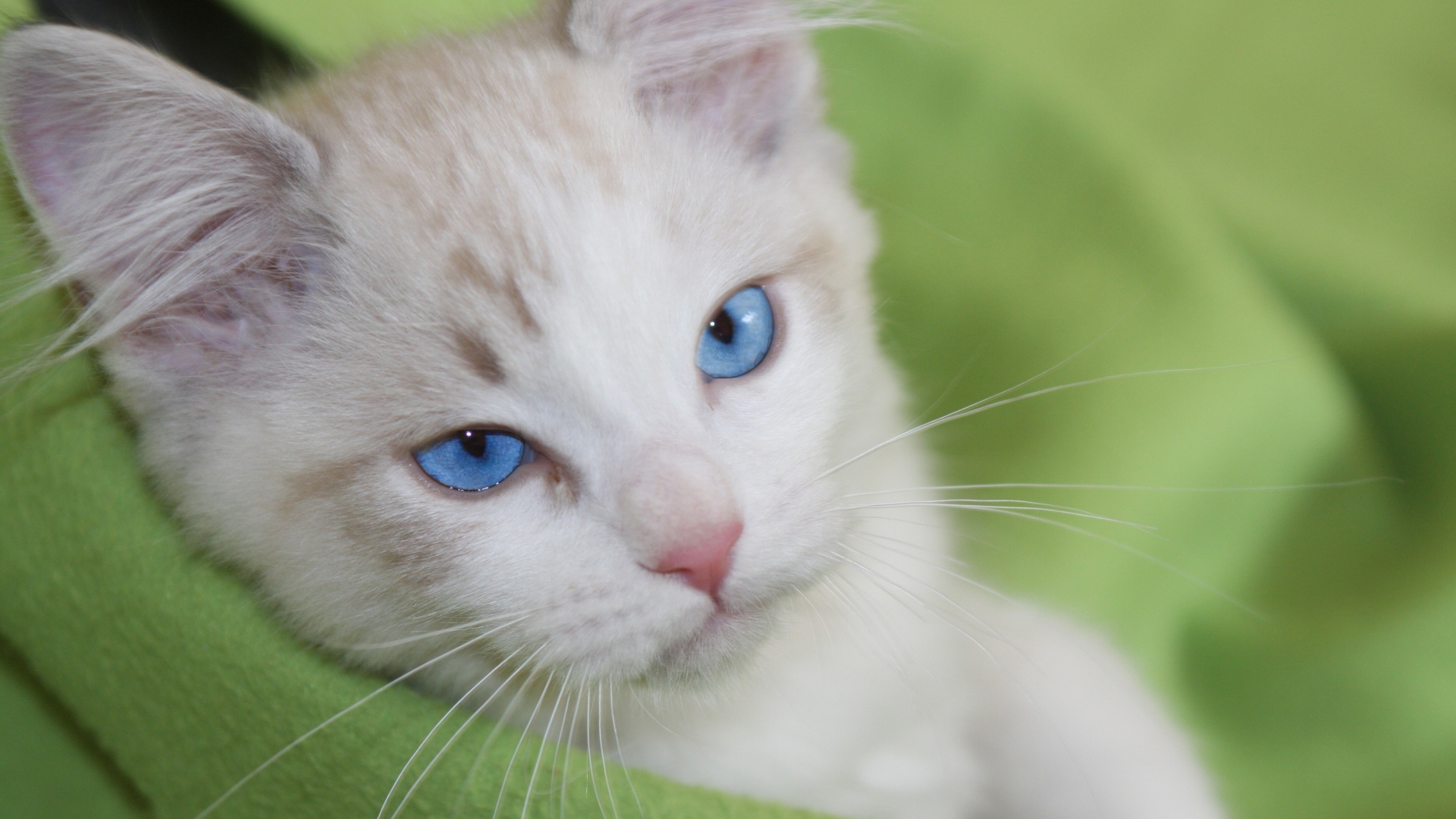 Красивый взгляд голубоглазой кошки