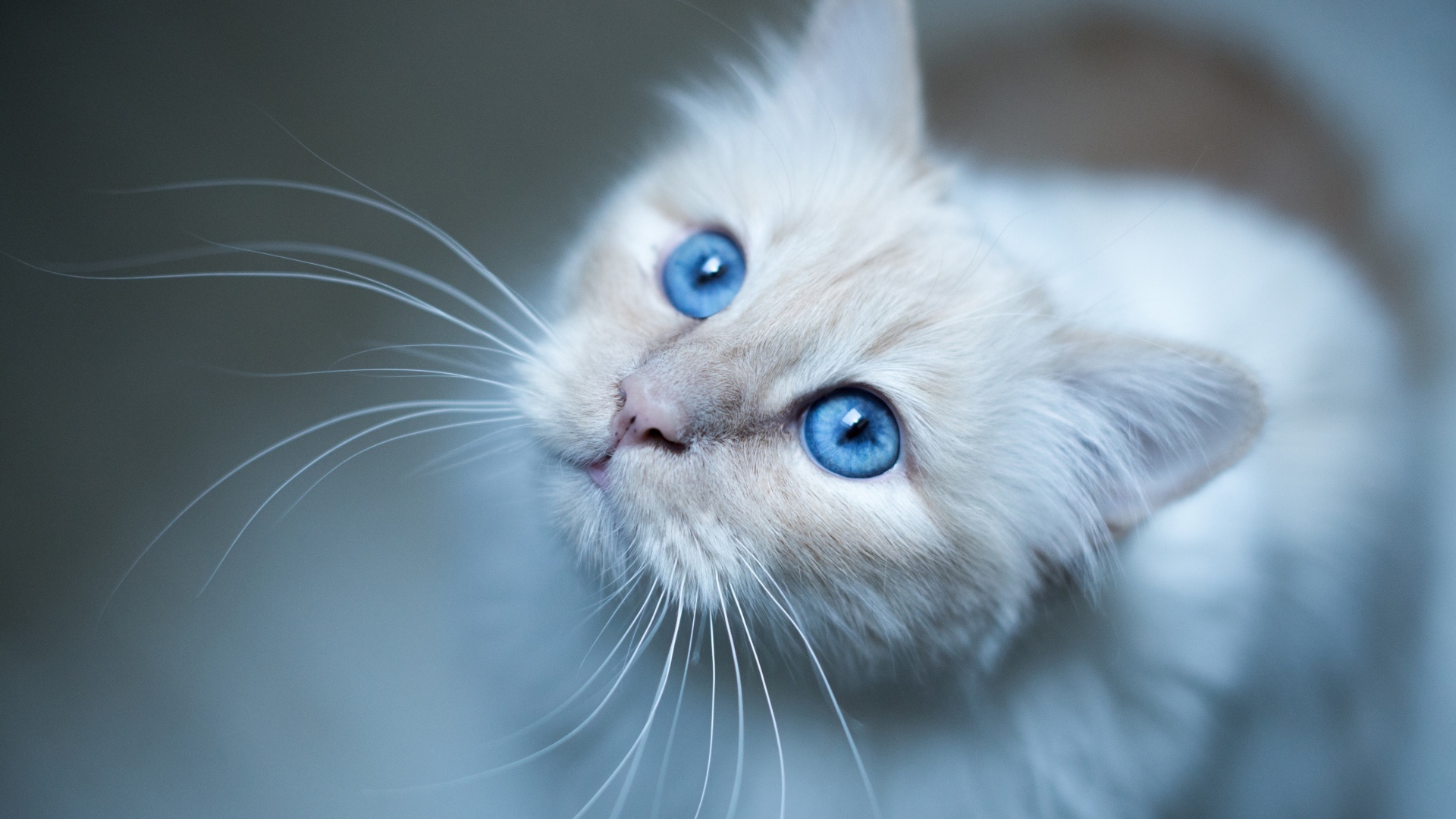 Выразительный взгляд красивой голубоглазой кошки