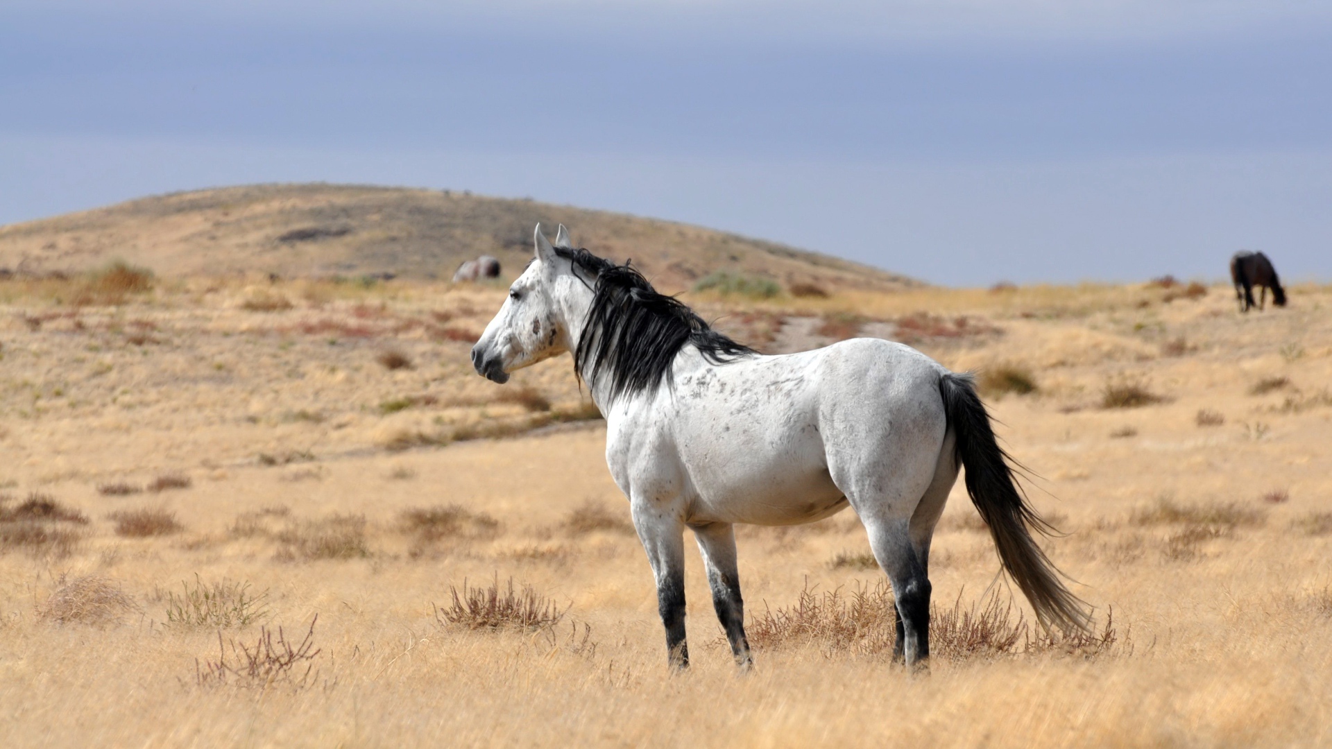 White horse with black mane grazing on dry grass