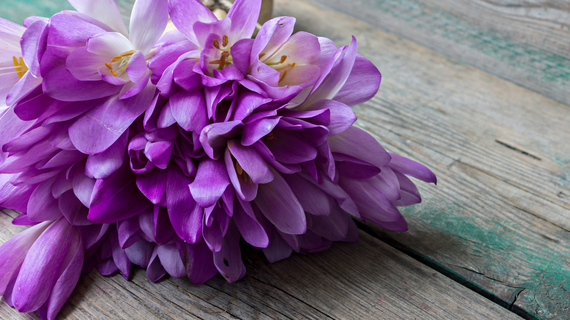 Букет весенних цветов фиолетовых крокусов лежит на деревянном столе