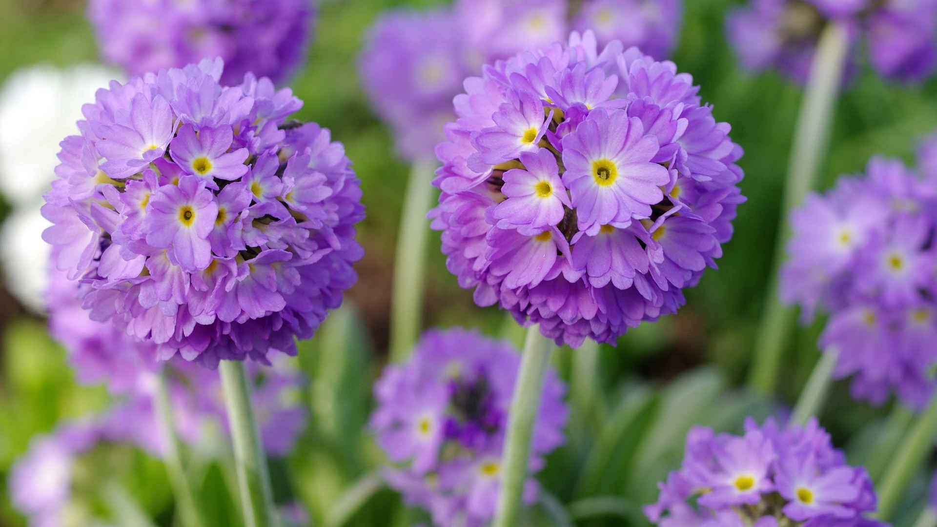 Красивые фиолетовые цветы первоцвет мелкозубчатый