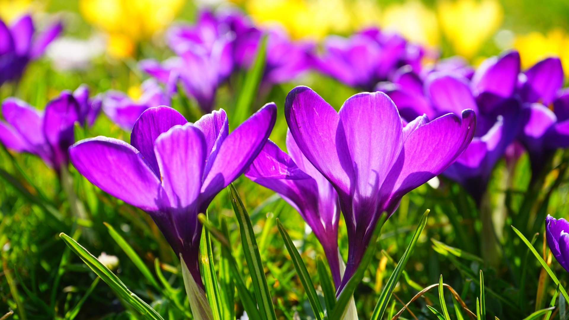 Фиолетовые весенние крокусы в лучах солнца