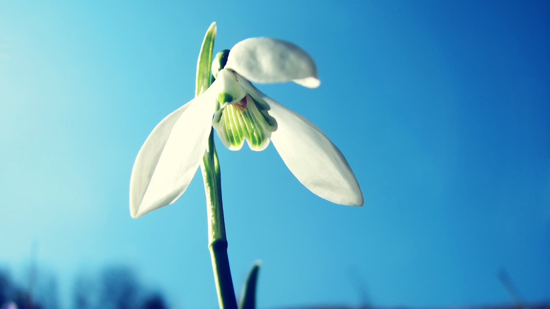 White snowdrop against the blue sky
