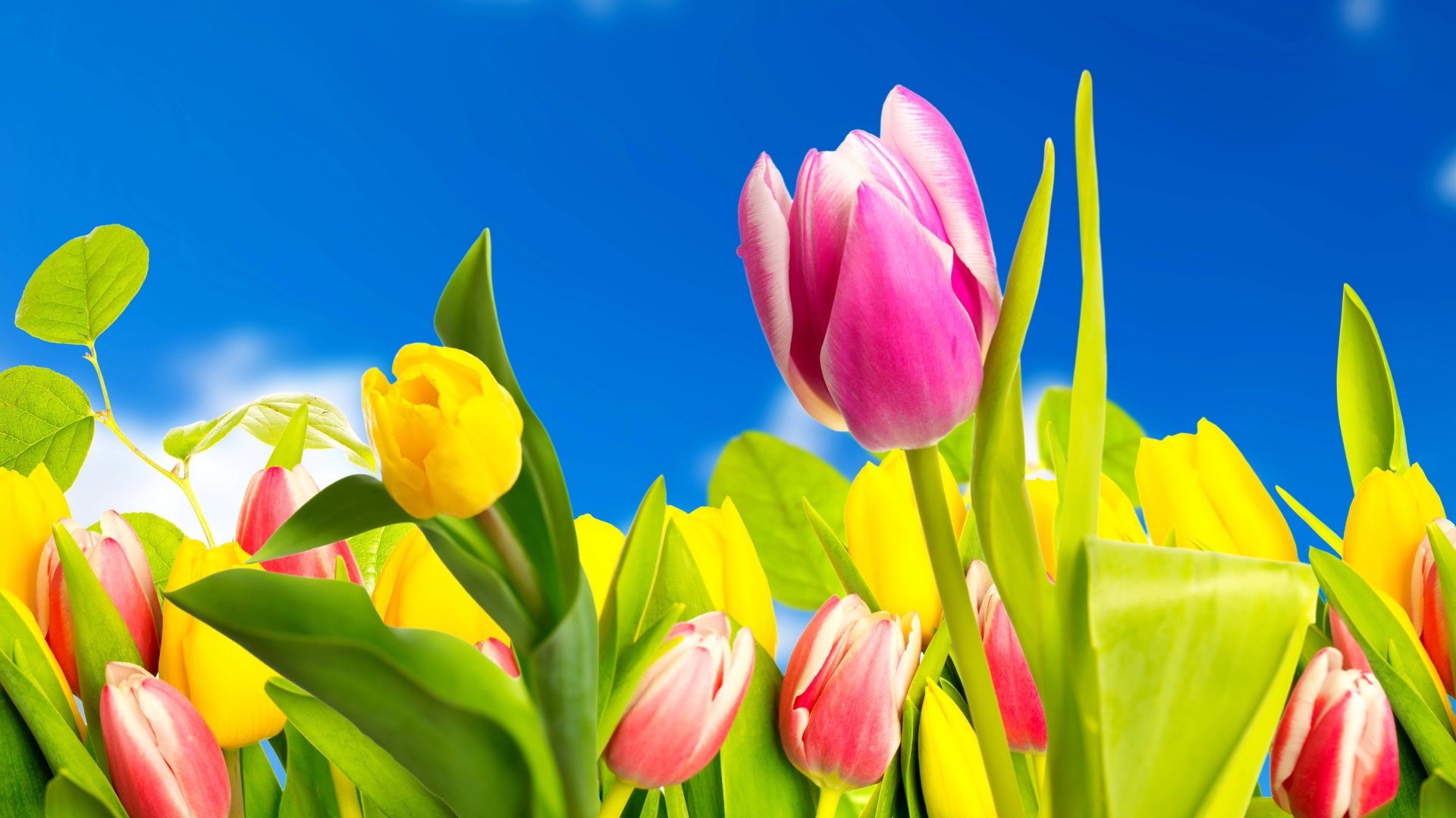Желтые и розовые тюльпаны на фоне голубого неба 