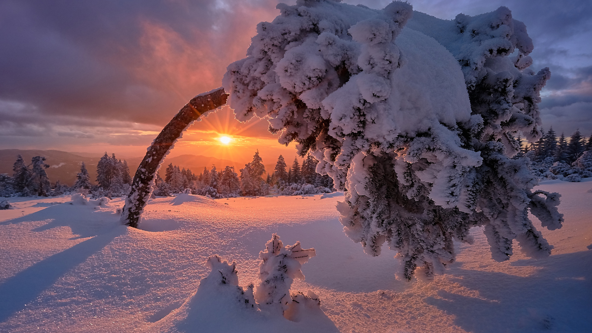 Snow-covered tree at dawn