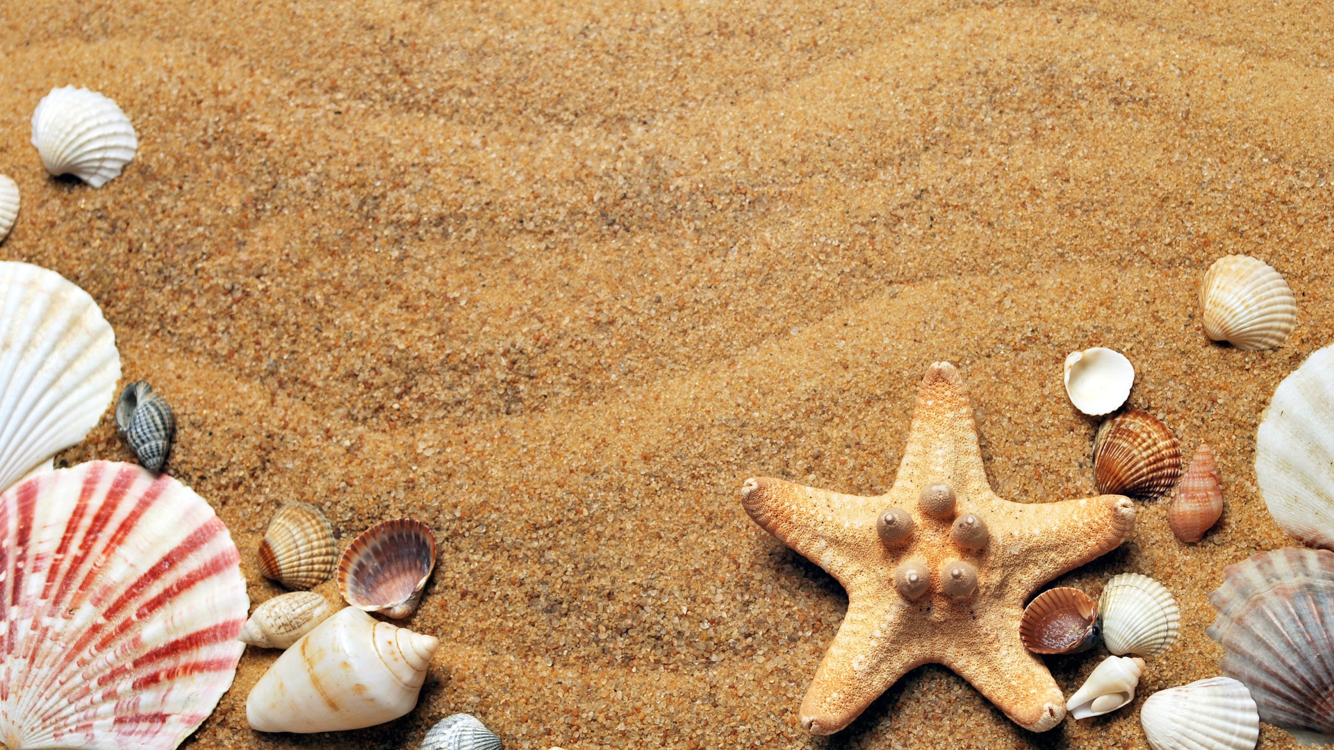 Морская звезда и ракушки лежит на желтом песке 