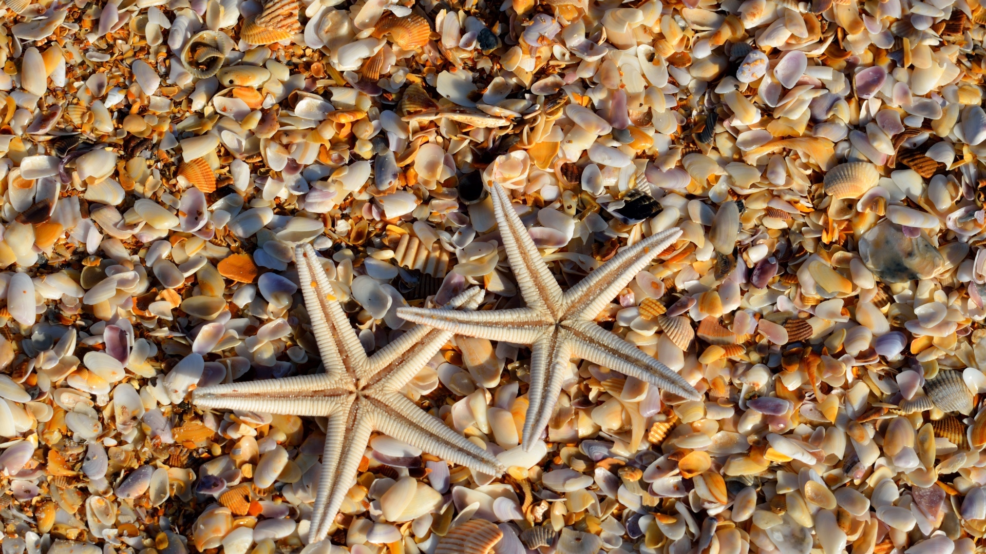 Две морские звезды и ракушки на берегу