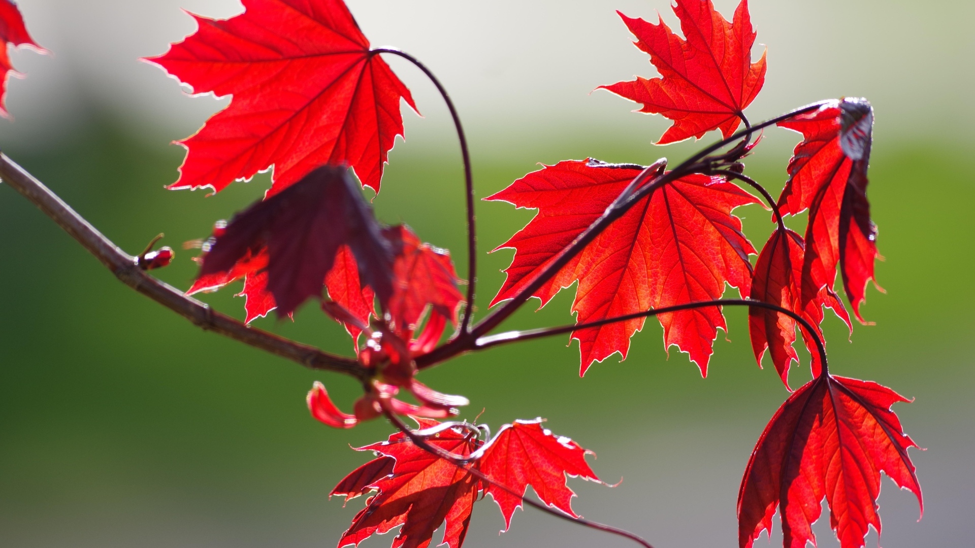 Красные листья на ветке дерева осенью 