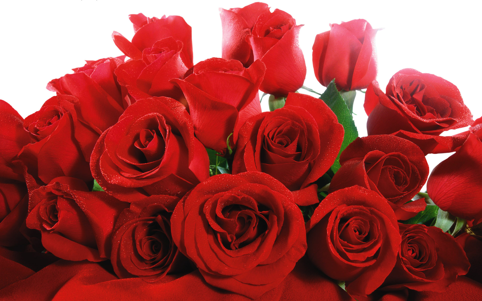 Previous, Nature - Flowers - Red Valentines, Flowers wallpaper