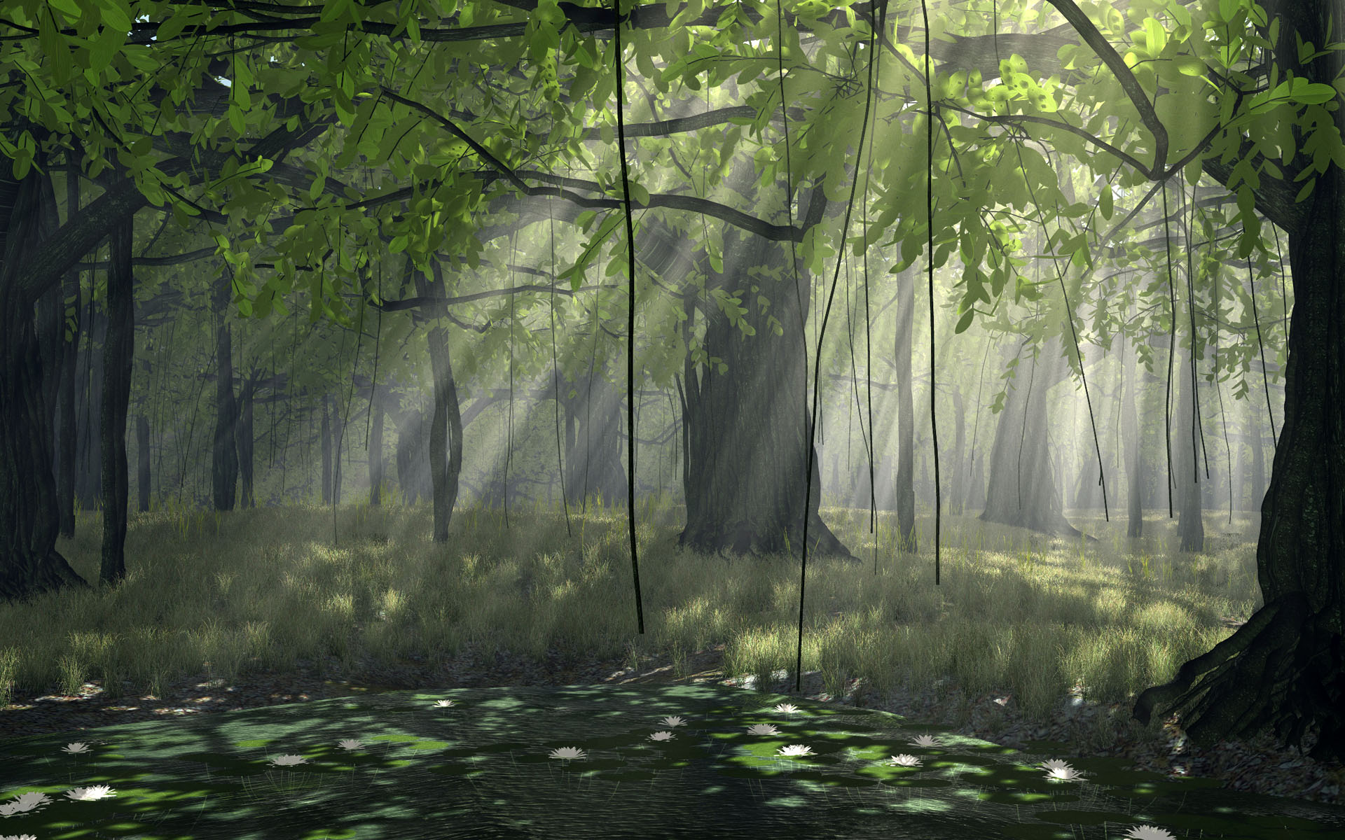 Nature Forest Forest 010852
