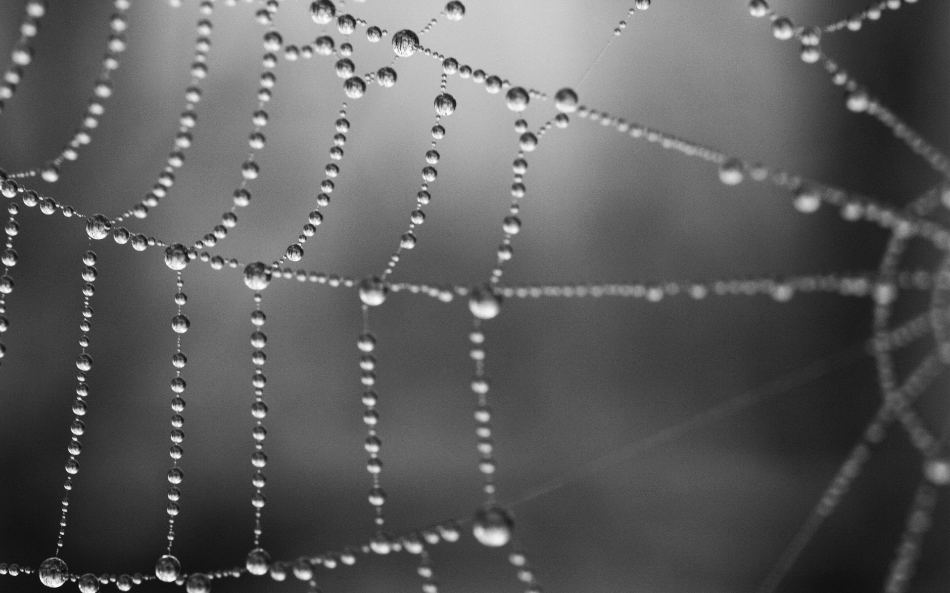 Grey spider's web