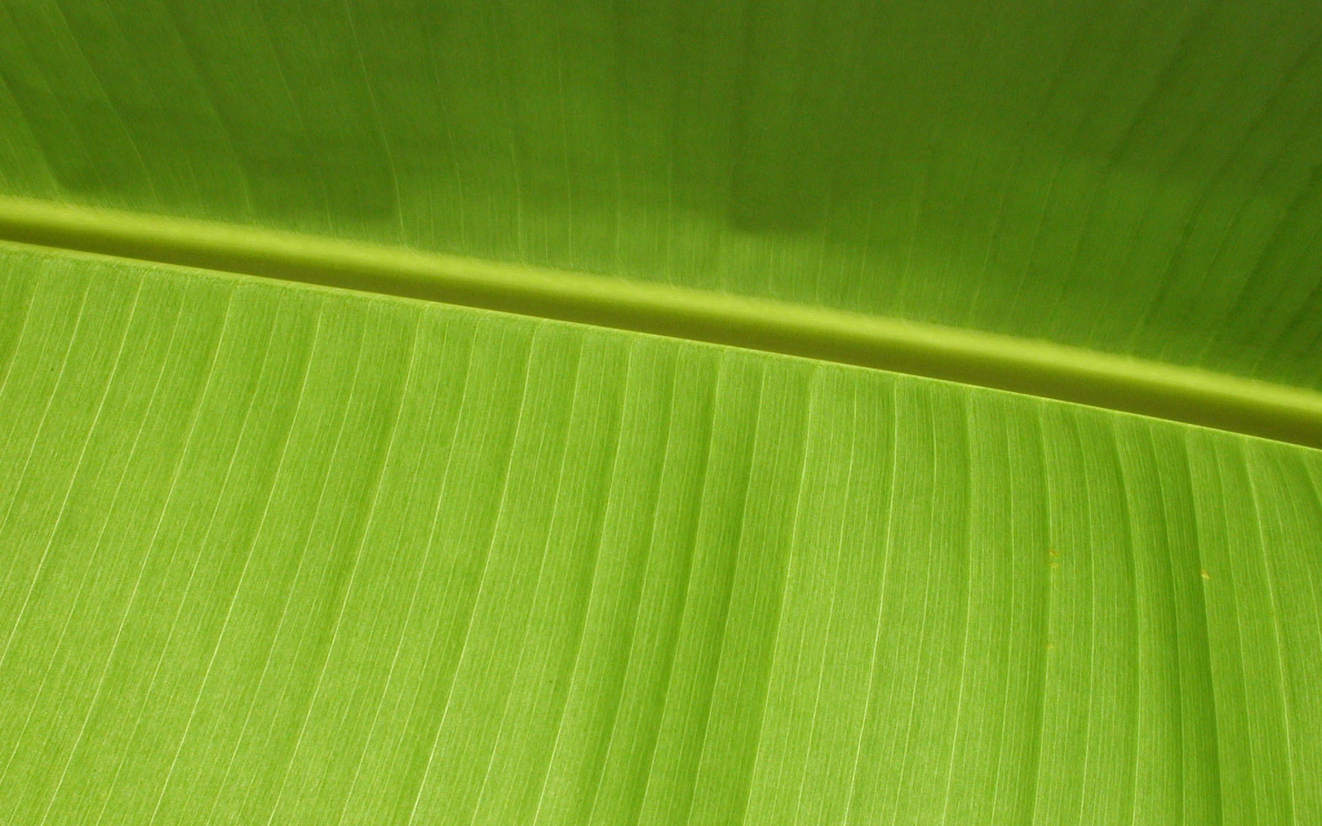 Previous, Nature - Plants - Green leaf wallpaper