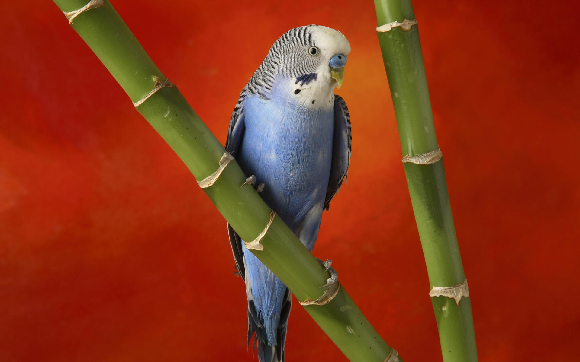 beautiful blue parrot